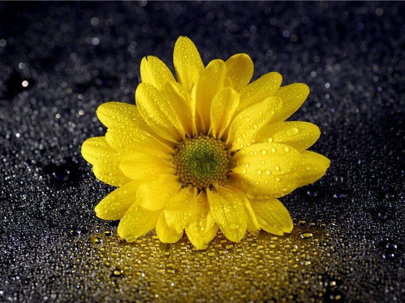 廷诤忤旨-杜甫长安遁复还