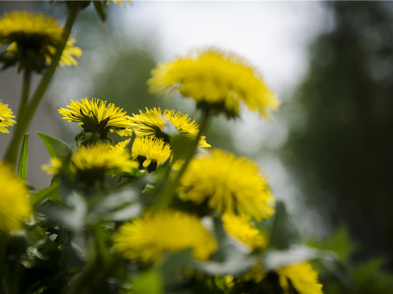 杜诗连章结构在诗学上的意义(一)