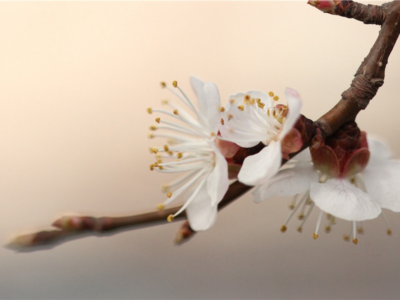 羌村三首其二(晚岁迫偷生)