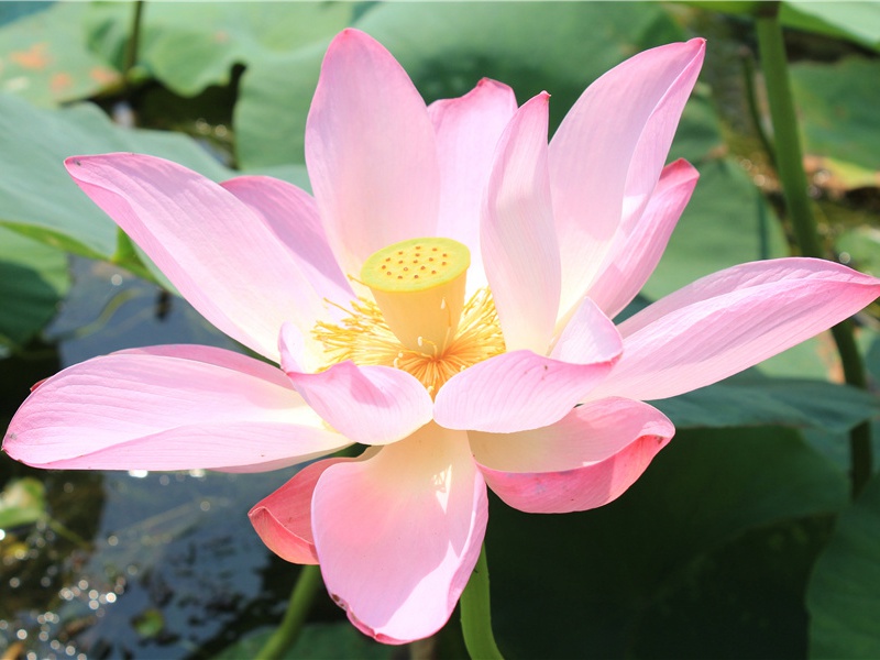 与严武志同道合(杜甫故事)