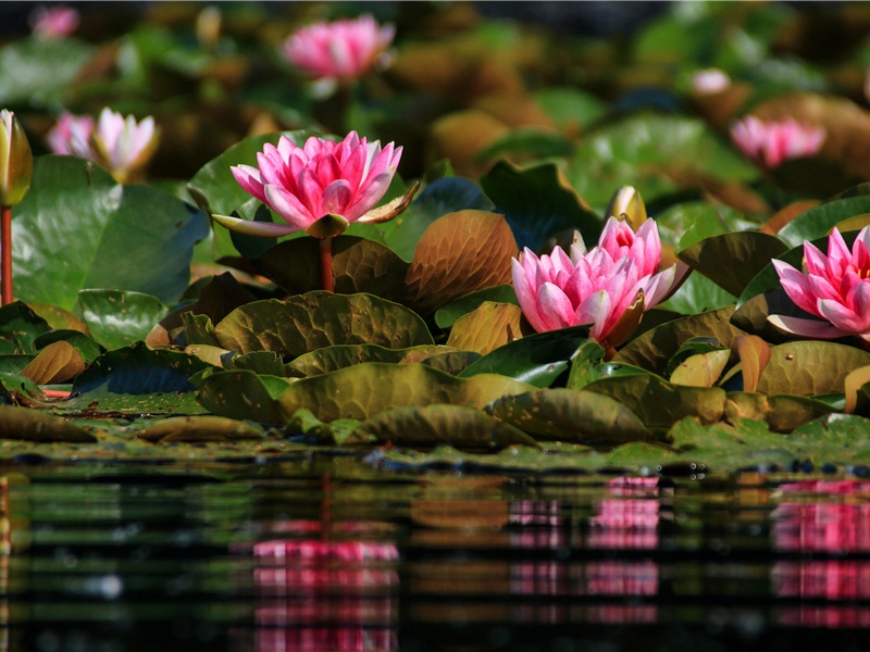 玄都坛歌寄元逸人