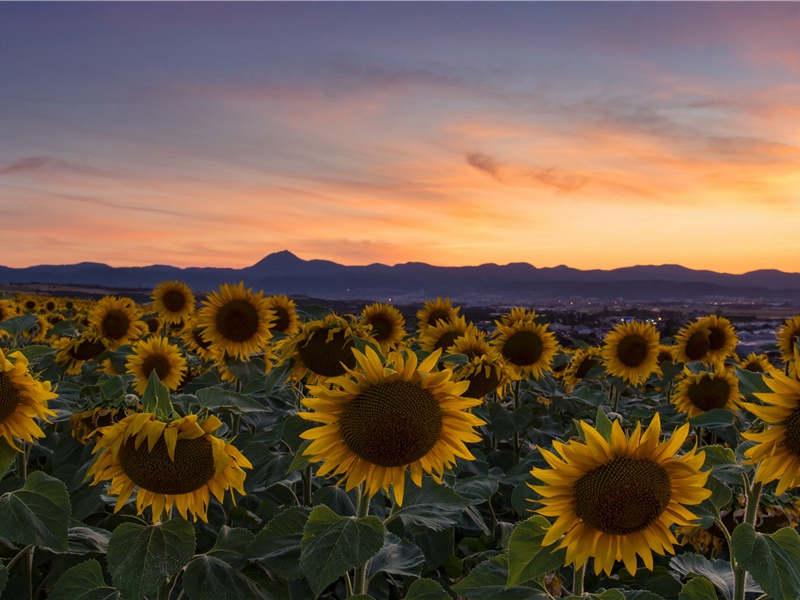“感时花溅泪，恨别鸟惊心”-杜甫的惊变与陷贼