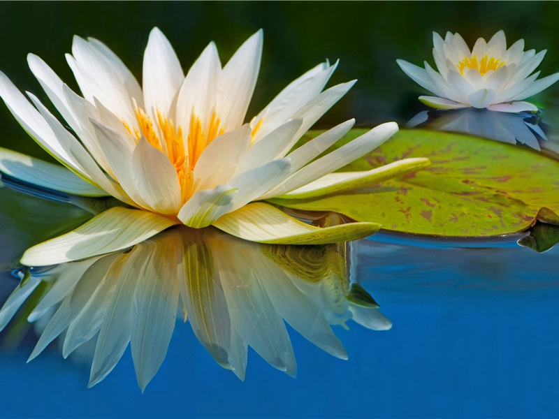 前出塞九首·其七(驱马天雨雪)