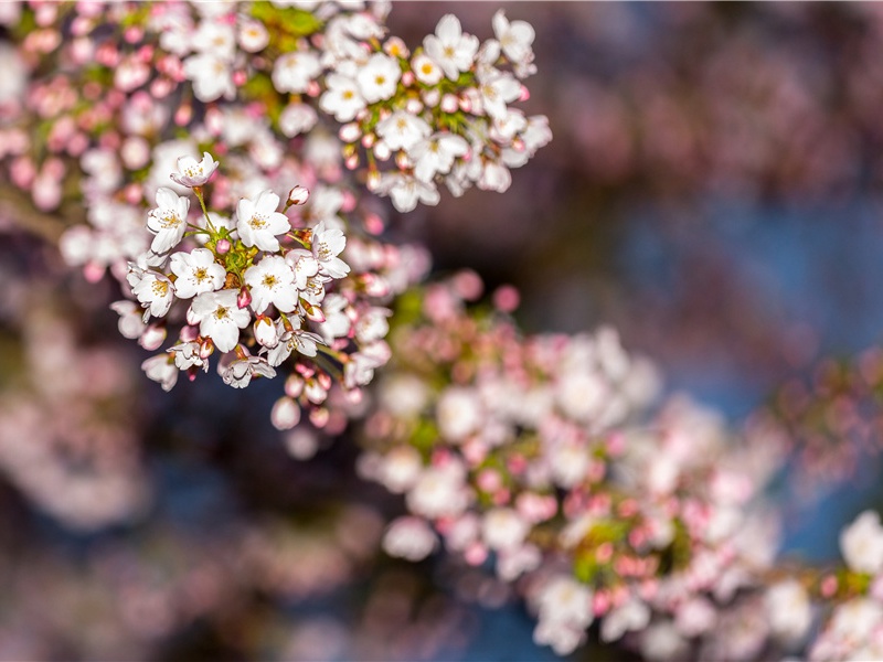 西枝村寻置草堂地夜宿赞公土室其一(出郭眄细岑)