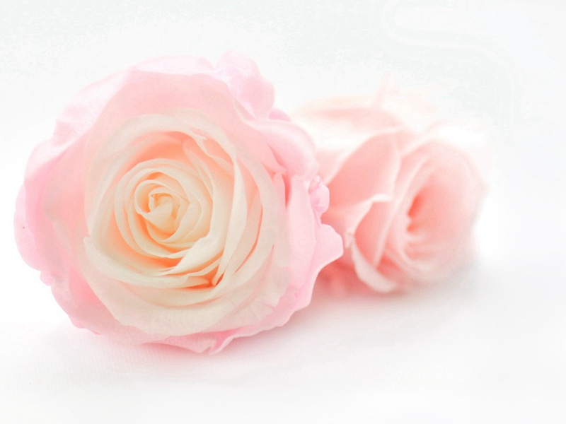 “大或千言，次犹数百”-杜甫丛菊两开