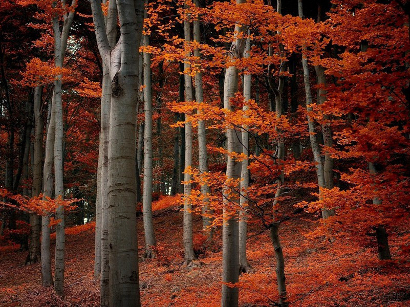 元和诗人与杜甫(二)