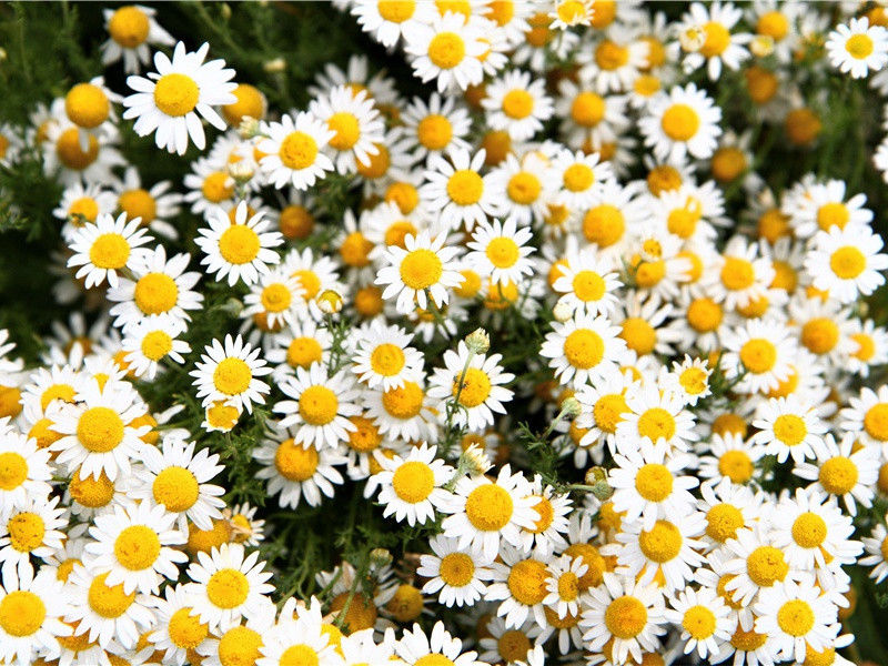 乾元中寓居同谷县作歌七首其四(有妹有妹在钟离)