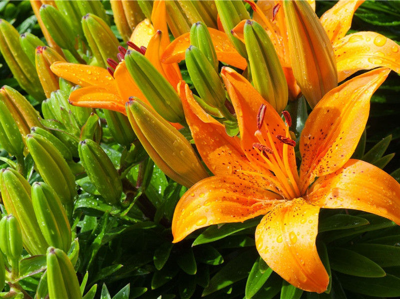 遣兴五首其四(贺公雅吴语)