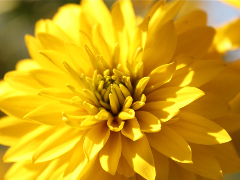 渴望从军(杜甫故事)