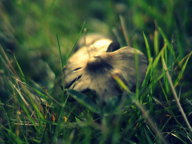 狼狈逃难(杜甫故事)