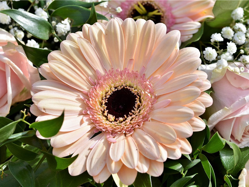 双喜-杜甫丛菊两开