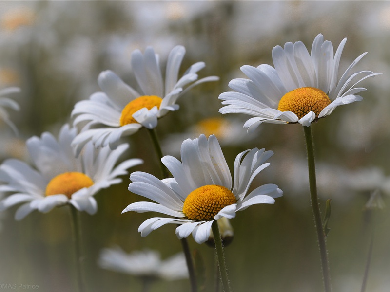 杜佐和东柯谷-杜甫度陇客秦州