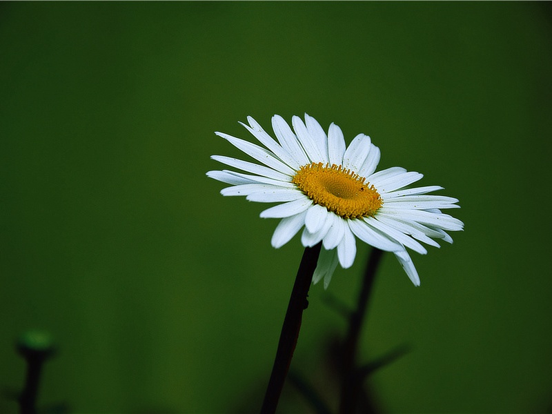 其他的一地一人-杜甫度陇客秦州