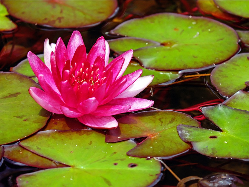 送许八拾遗归江宁觐省甫昔时尝客游此县…图样志诸篇末