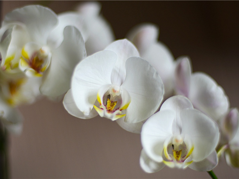 暂如临邑至㟙山湖亭奉怀李员外率尔成兴