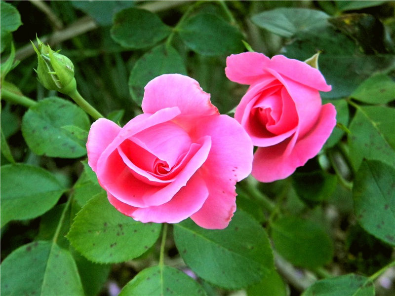 杜鹃咏叹调-杜甫是“暂止”的“飞乌”