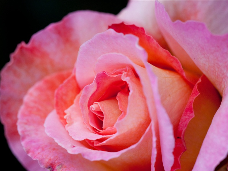 秦州杂诗二十首其十三(传道东柯谷)