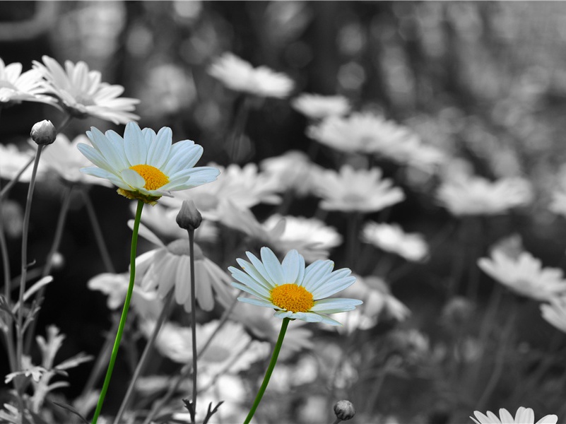 题郑十八著作虔