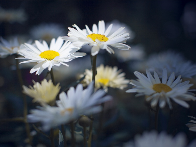 杜甫与鲍照(一)