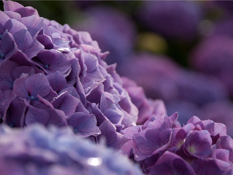 盛唐漫游之风盛行-杜甫的壮游生活