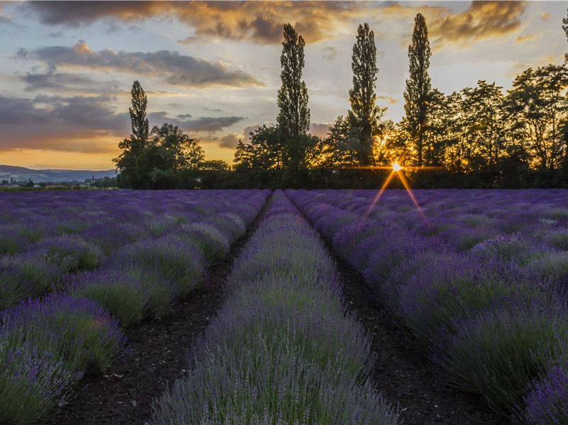 崔驸马山亭宴集