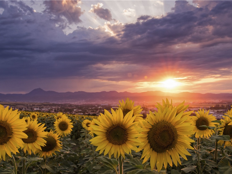 “李杜文章在，光焰万丈长”-杜甫在“应诏”前后