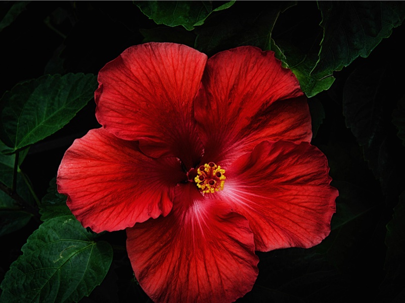 秦州杂诗二十首其一(满目悲生事)