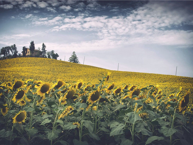 秦州杂诗二十首其六(城上胡笳奏)