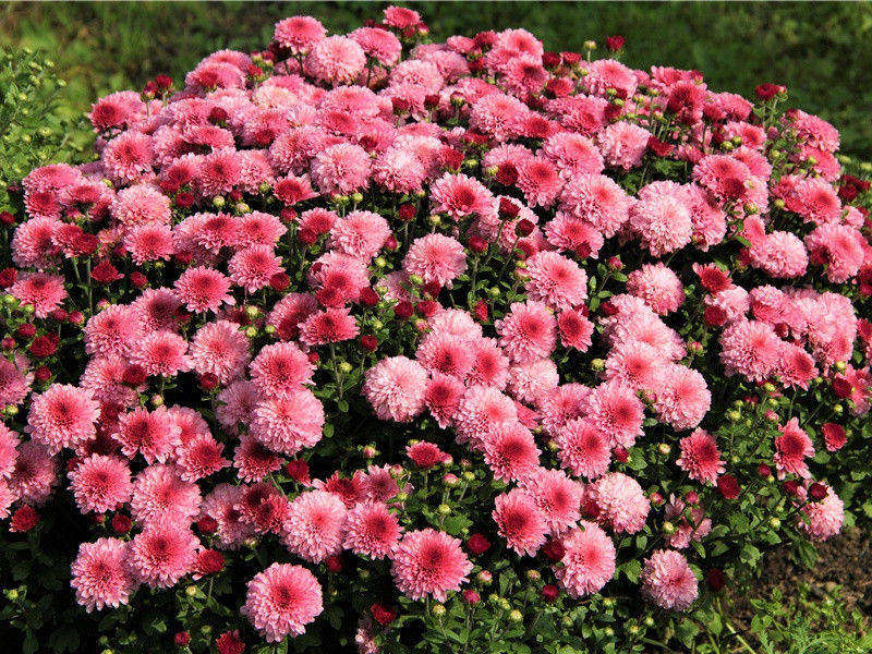 秦州杂诗二十首其十(云气接昆仑)