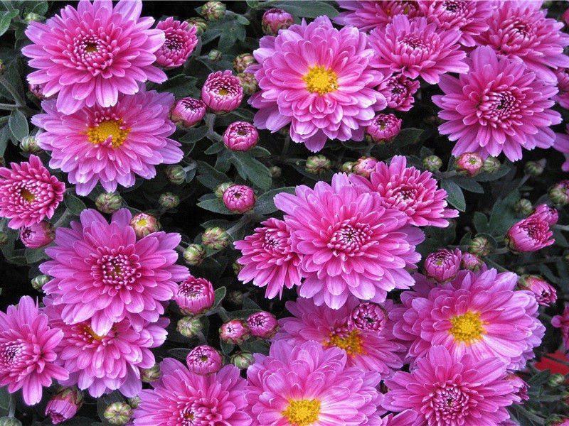 秦州杂诗二十首其十二(山头南郭寺)