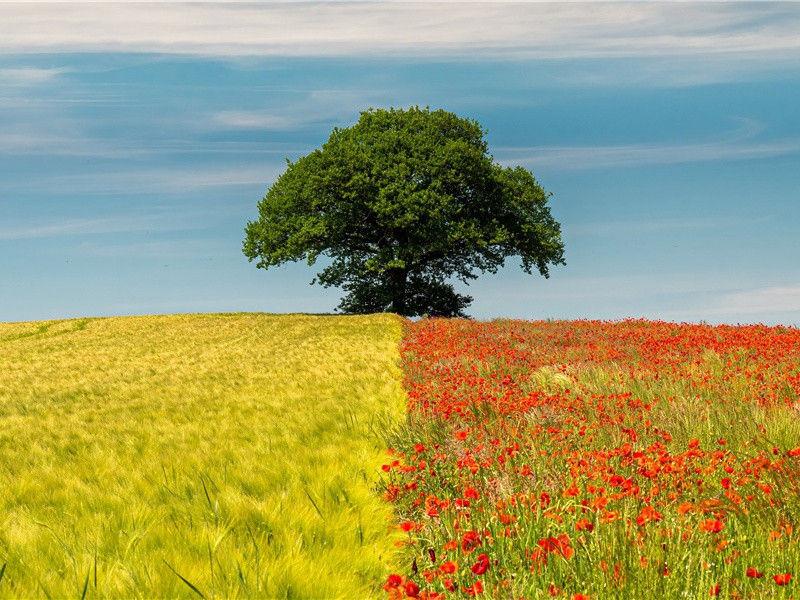 秦州杂诗二十首其十四(万古仇池穴)