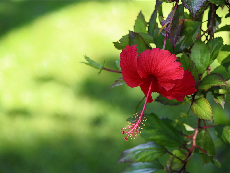 秦州杂诗二十首其十五(未暇泛沧海)