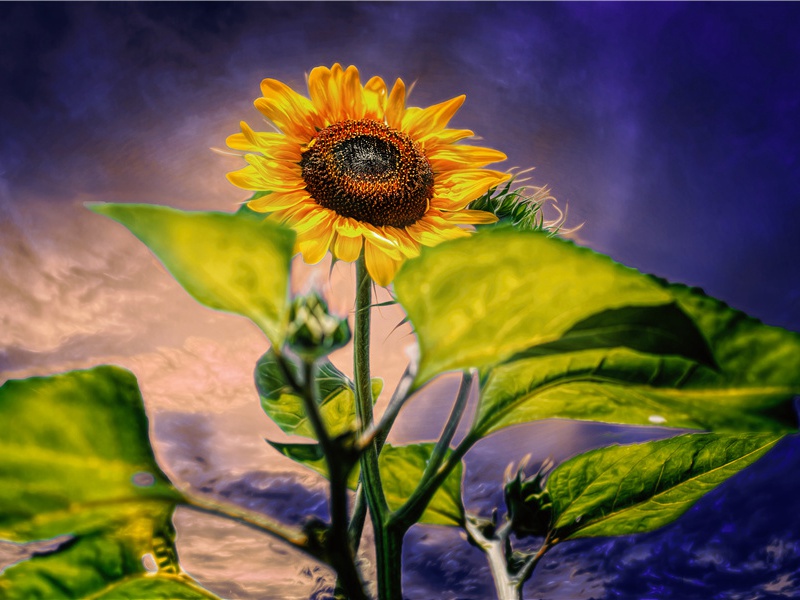 重拾梦想(杜甫故事)