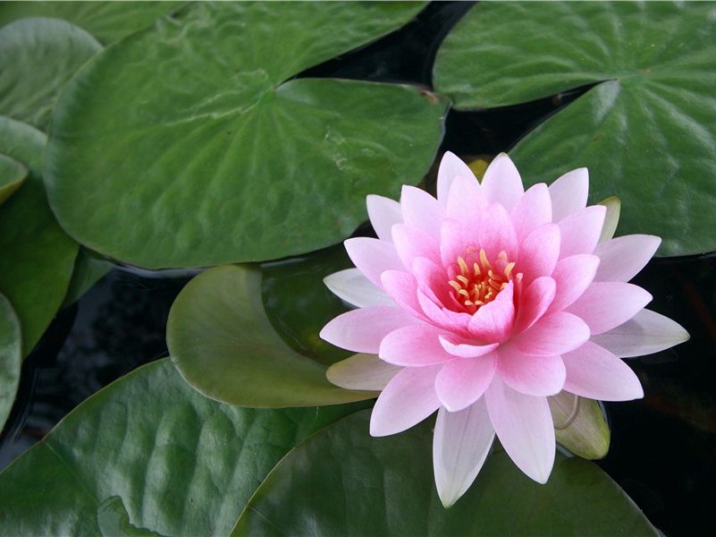 杜甫诗歌艺术的特质(六)