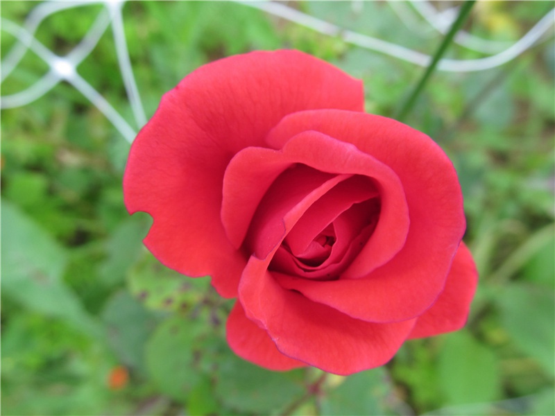 遣兴五首其三(陶潜避俗翁)