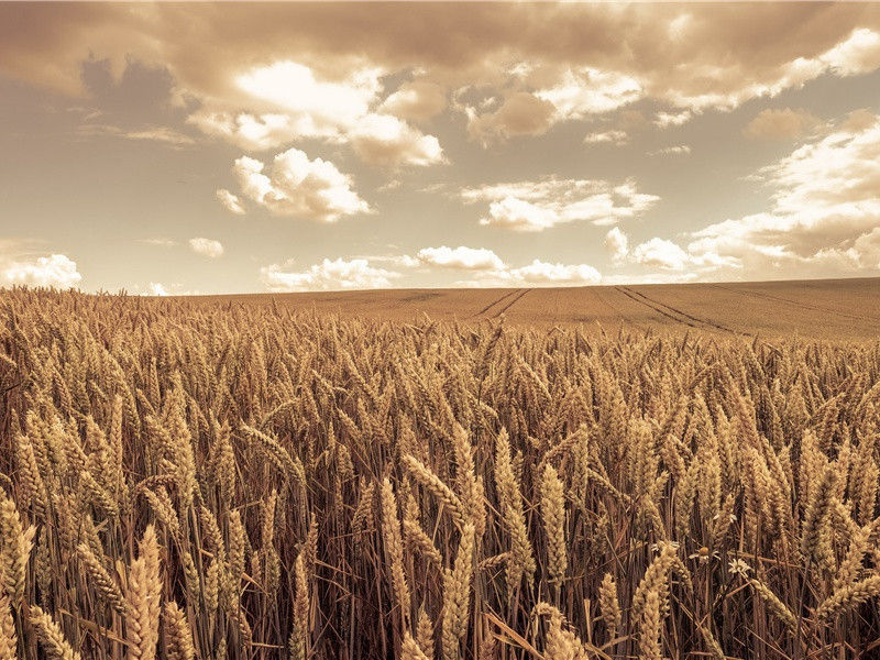 西枝村寻置草堂地夜宿赞公土室其一(出郭眄细岑)