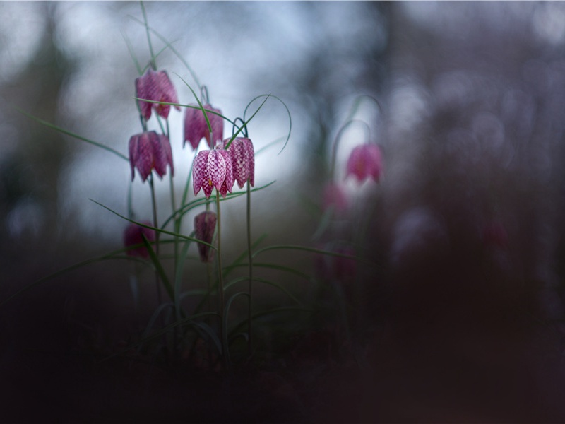 承沈八丈东美除膳部员外郎阻雨未遂驰贺奉寄此诗