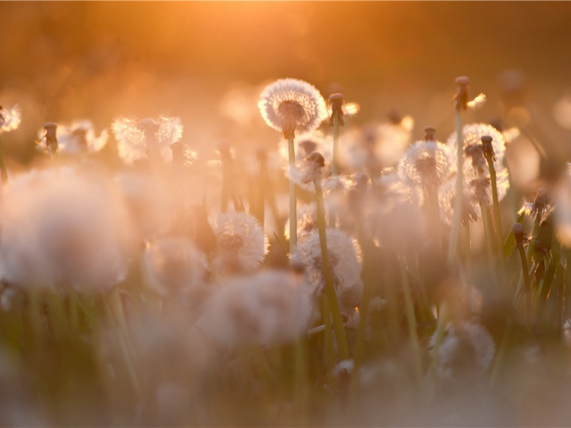 观安西兵过赴关中待命其一(四镇富精锐)