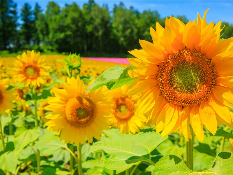 故武卫将军挽词三首