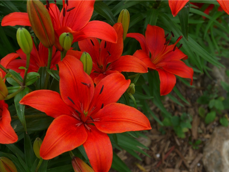 冬日洛城北谒玄元皇帝庙