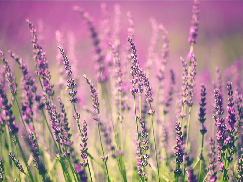 曲江三章章五句