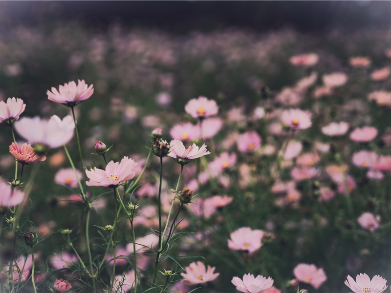 同诸公登慈恩寺塔