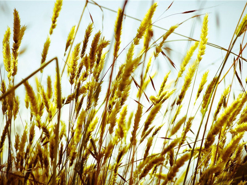 前出塞九首·其一(戚戚去故里)