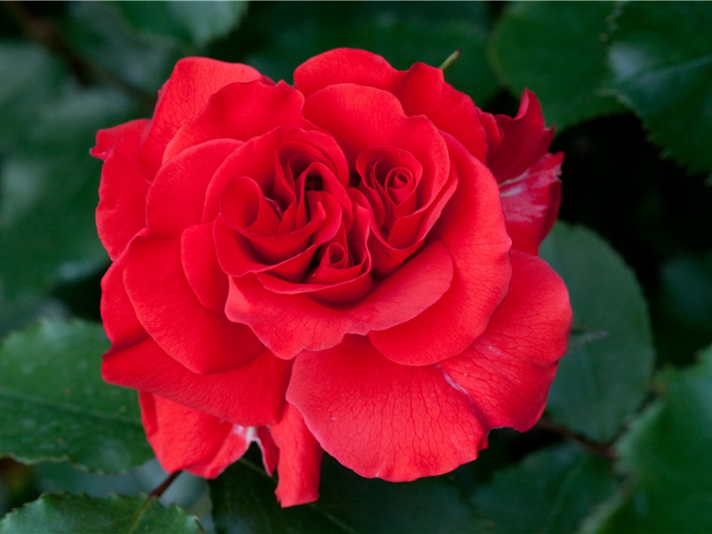 前出塞九首·其三(磨刀呜咽水)