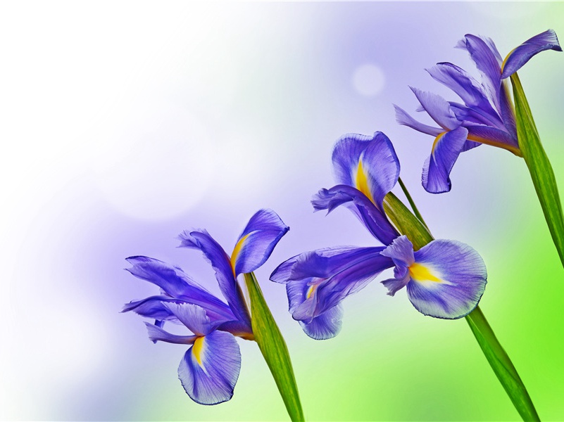 送裴二虬尉永嘉