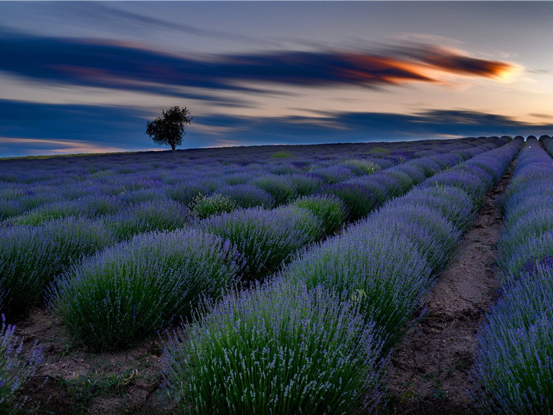 赠献纳使起居田舍人澄