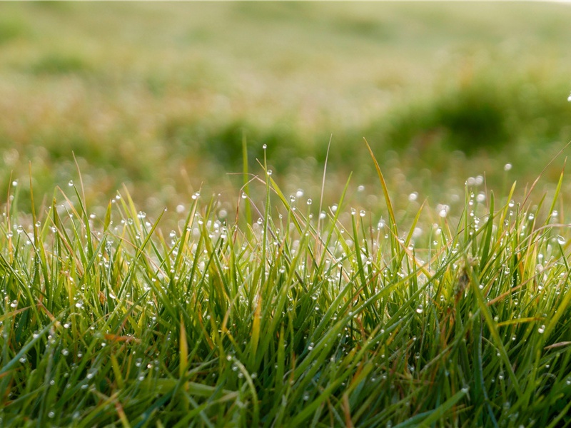 白水明府舅宅喜雨
