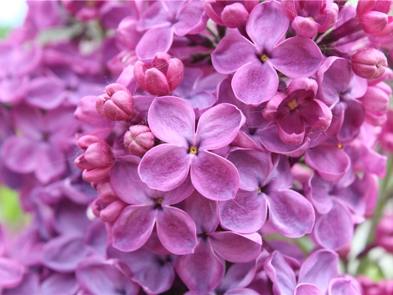 述怀(去年潼关破)