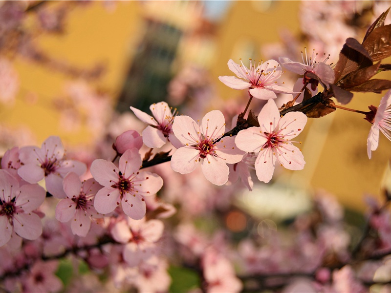 送韦十六评事充同谷郡防御判官