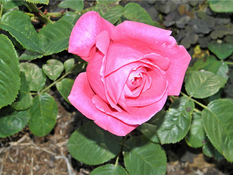 前出塞九首·其三(磨刀呜咽水)